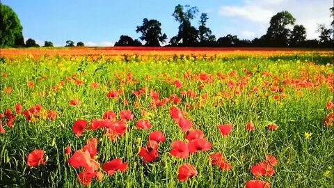 На поляне росли большие красные маки однородные