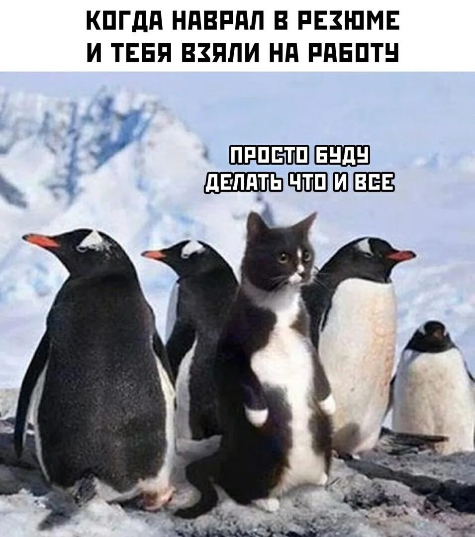 Мем пингвины идут. Кот среди пингвинов. пингвин юмор. кот среди пингвинов прикол. шел пятый день пингвины.