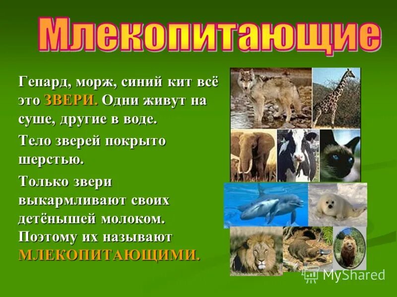 Объясни каких животных