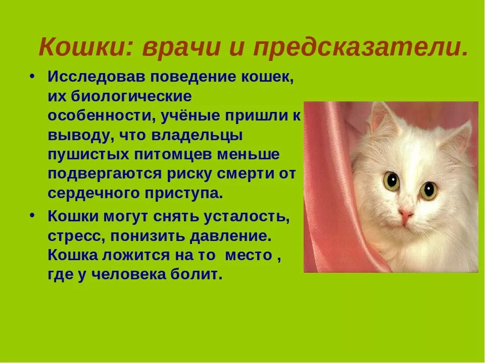 Как понять домашнюю кошку