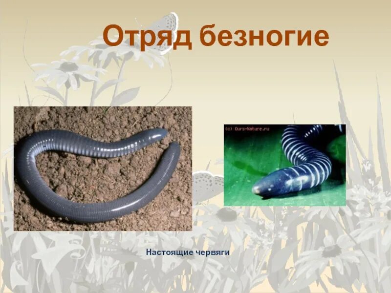 К отряду безногие относятся. Отряд безногие червяги. амфибии червяги. безногие земноводные.