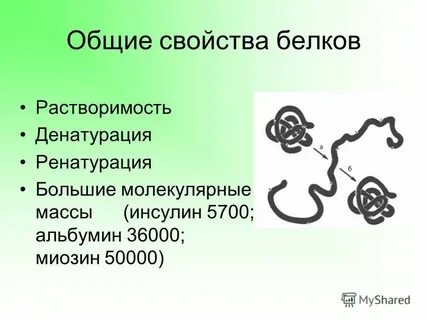 Белка свойства животного