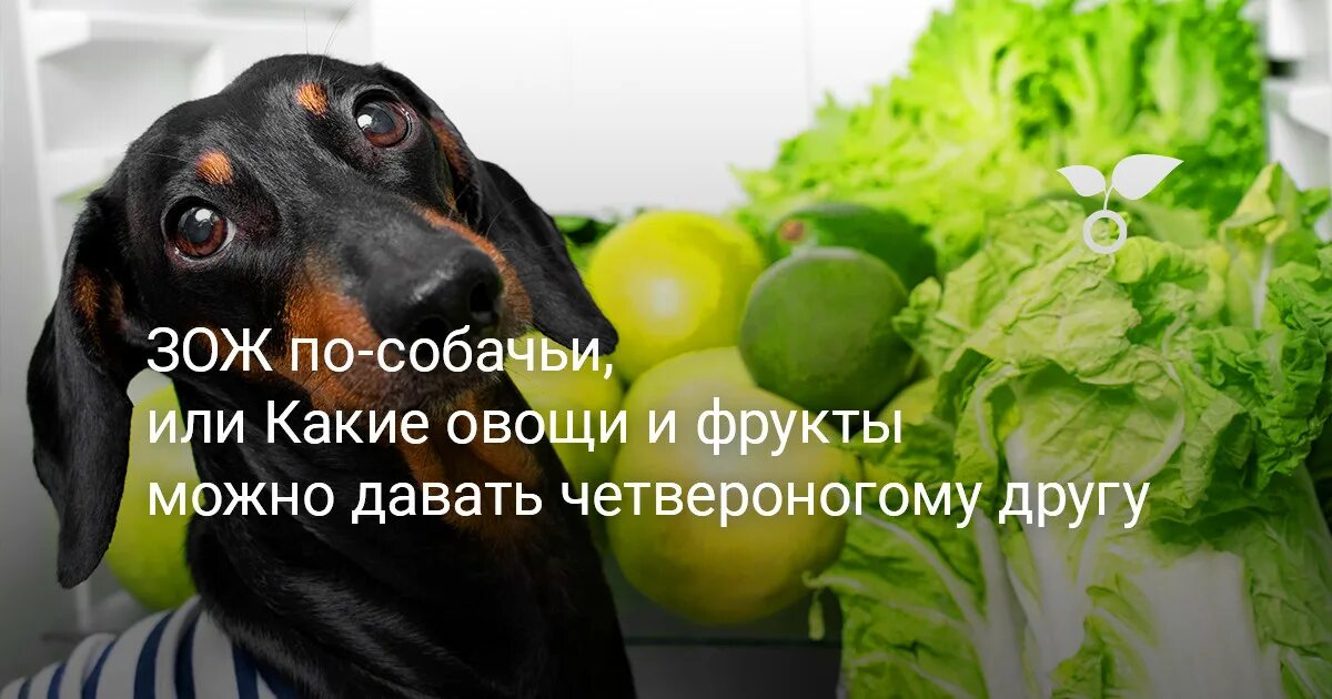 Овощи для собак. Щенок из Vegetable. Можно собакам яблоки свежие