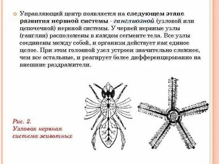 Узловой тип