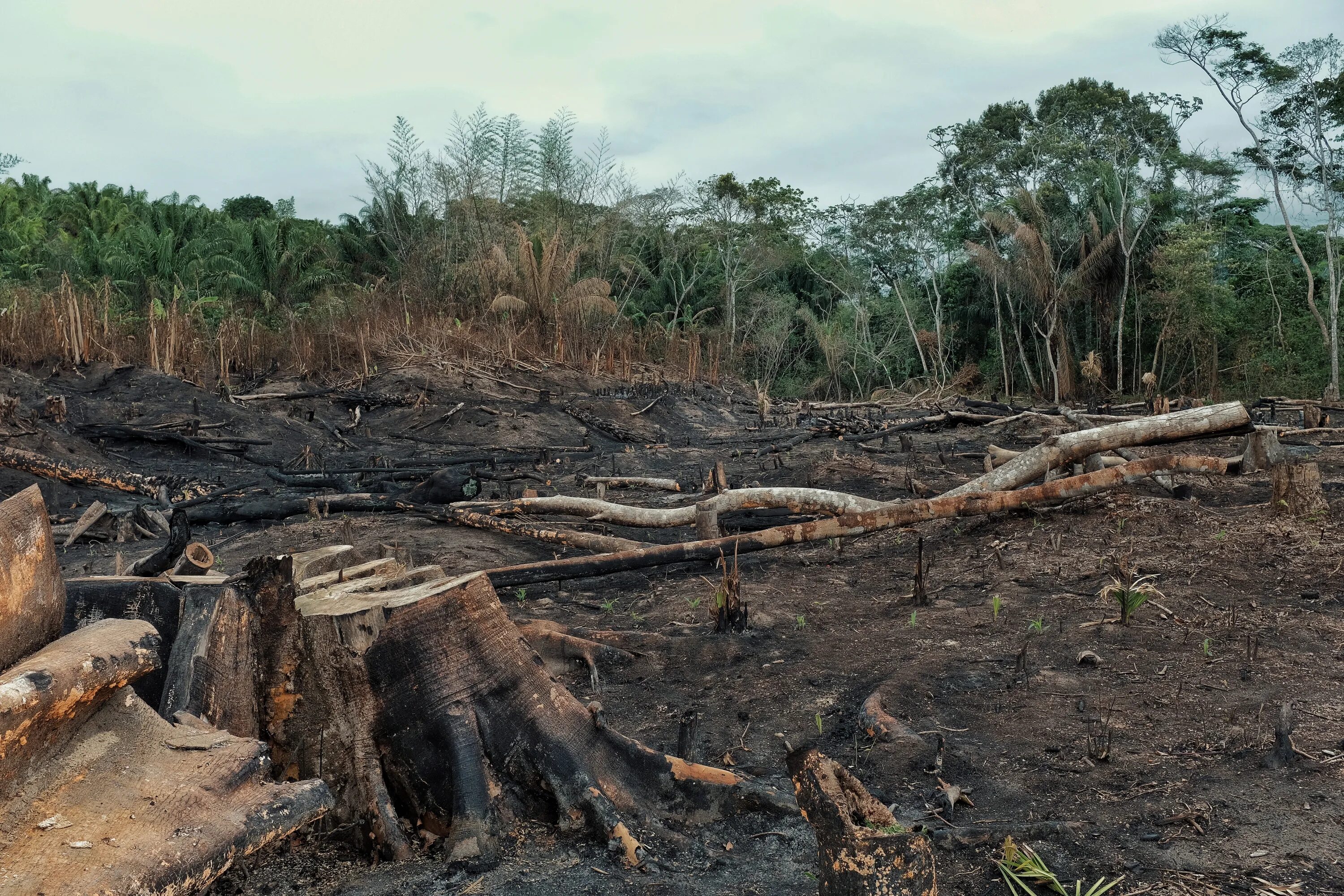 Amazon borneo congo. Обезлесение Бразилии. Камбоджа Обезлесие. Панама обезлесение. Вырубка тропических лесов.