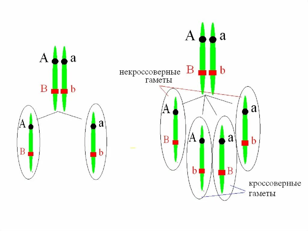 Некроссоверные особи. Полное сцепление генов схема. Сцепленное наследование генов полное и неполное сцепление. Генетика полное сцепление у. Неполное сцепление генов схема.