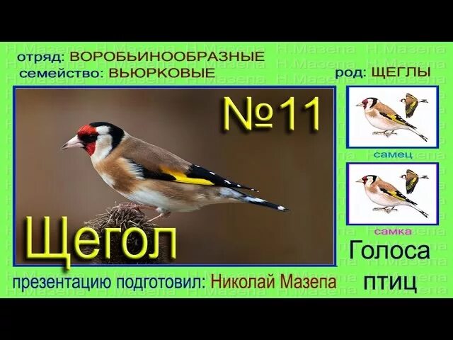 Щегол отличие самца от самки. Щегол самка и самец. Щегол птица самка и самец. Щегол птица голос.