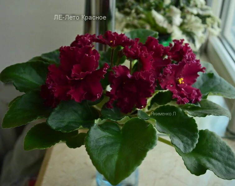 фиалка лето красное