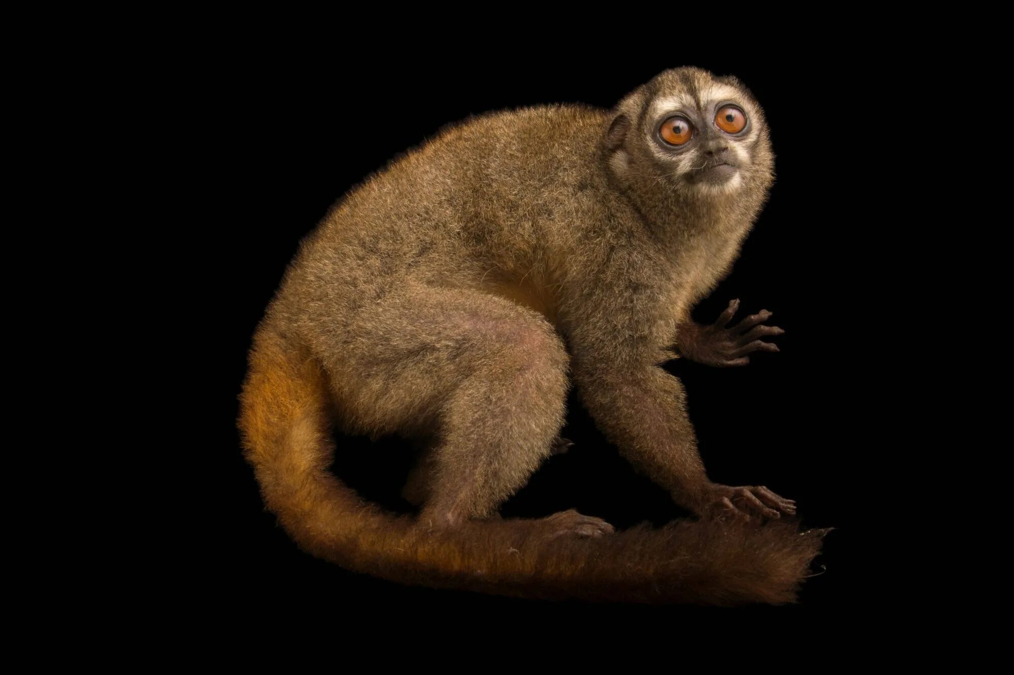 Обезьяна дурукуль 8 букв. Aotus zonalis. Сельва мирикина обезьяна. Ночные приматы. Ночные обезьяны.