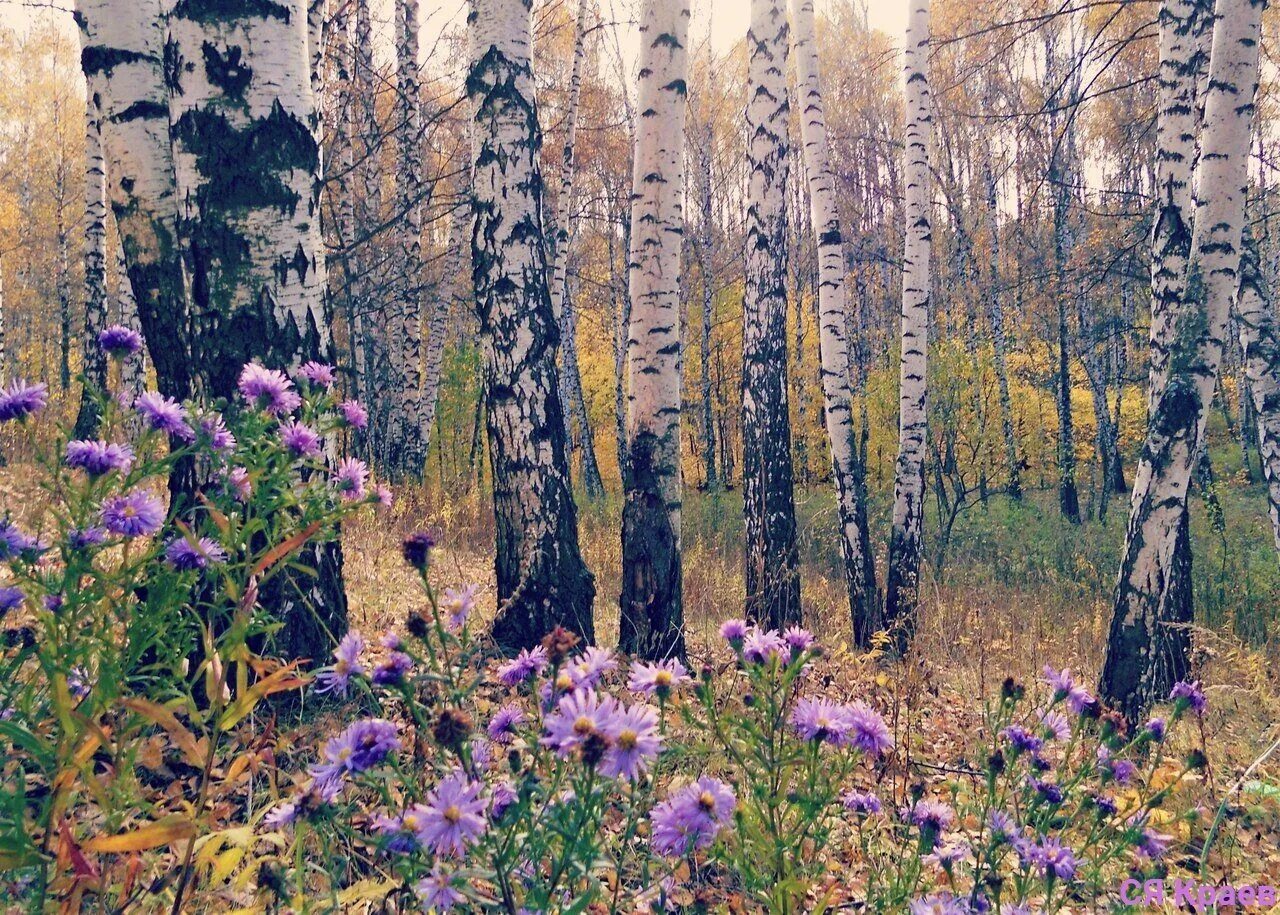 Багульник в березовой роще. Березовая роща пижма. Красота русской природы.