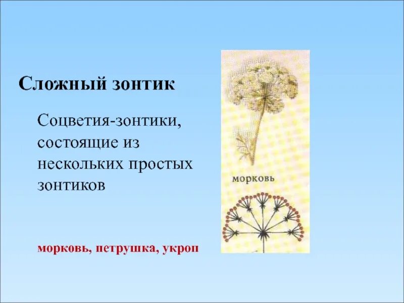 Сложный зонтик. Соцветие зонтик первоцвет. Особенности соцветия зонтик. Ложный зонтик соцветие. Соцветие зонтик примула.