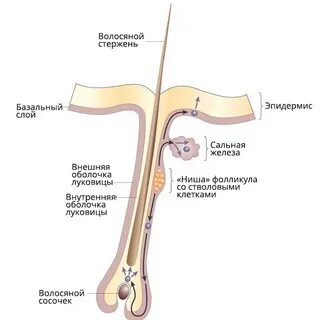 Устье волосяного фолликула