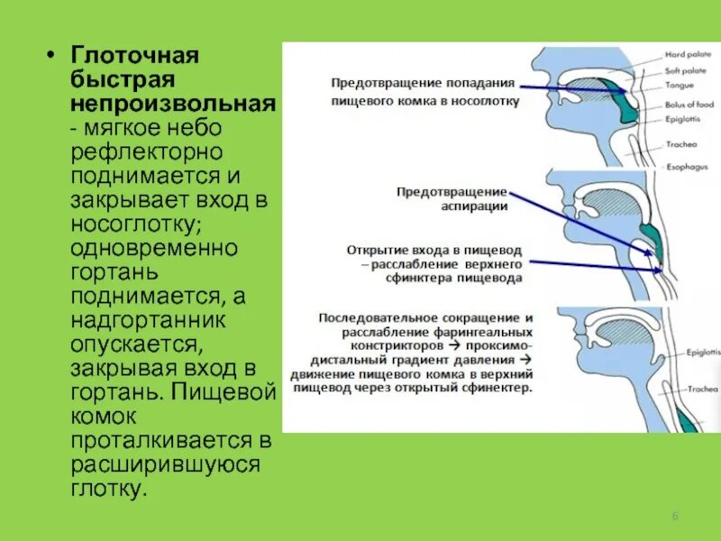 Глоточный рефлекс. Исследование глоточного рефлекса. Гортанно-глоточный рефлекс. Снижение небного и глоточного рефлекса.