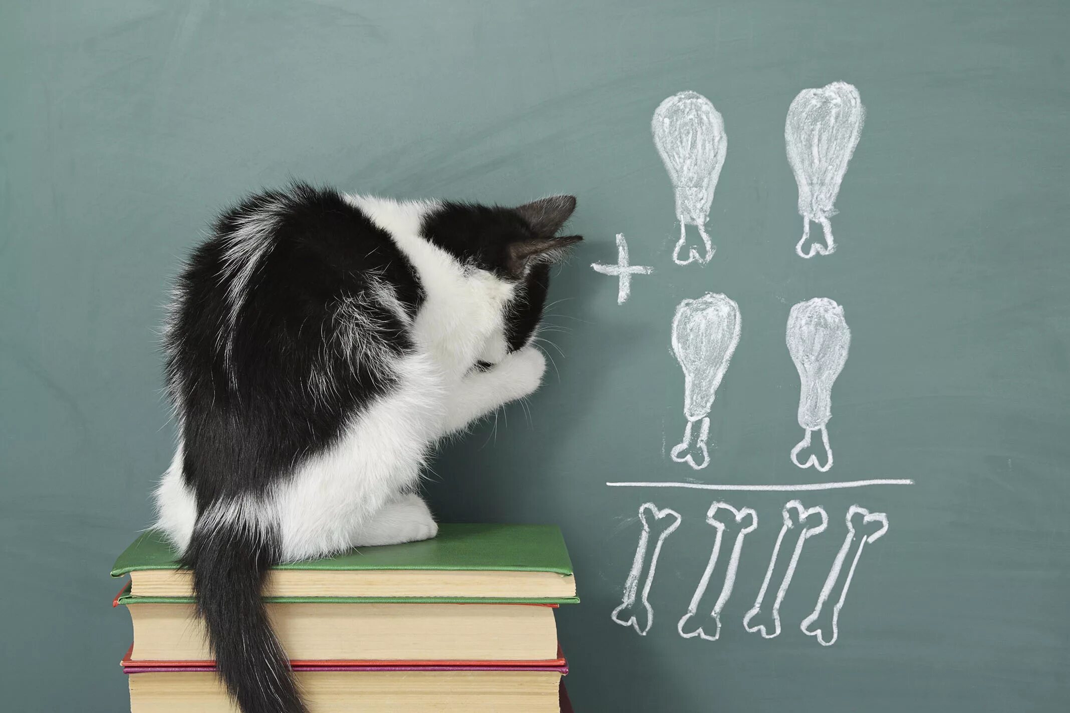 Котенок котэ учим цвета