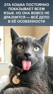 Почему коты всегда