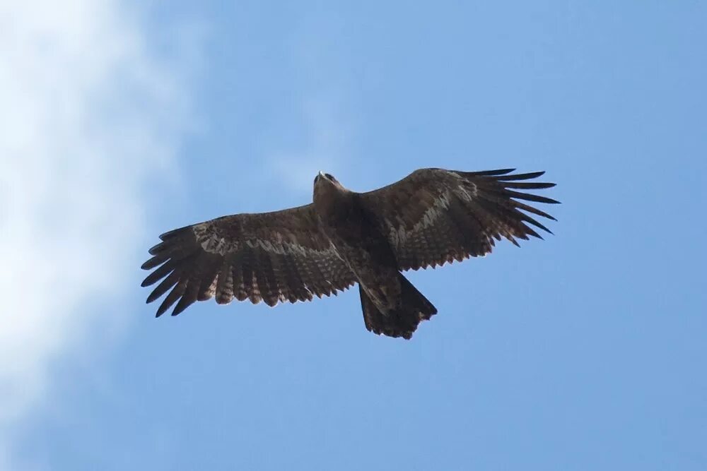 Орел работа на личном. Степной орёл (aquila nipalensis. степной орел в башкирии. степной орел сибирь. орел степняк.