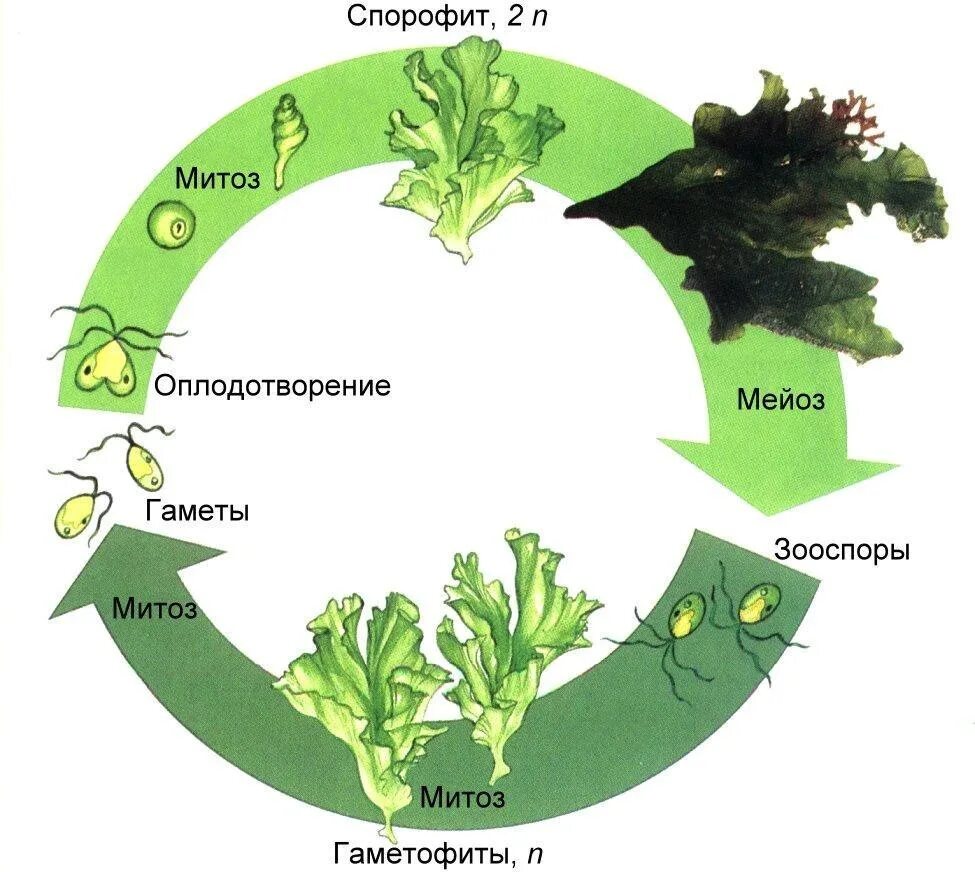 Какой спорофит у водорослей. Жизненный цикл водоросли ульвы. Жизненный цикл водорослей Ульва. Ульва чередование поколений. Жизненный цикл чередование поколений у водорослей.