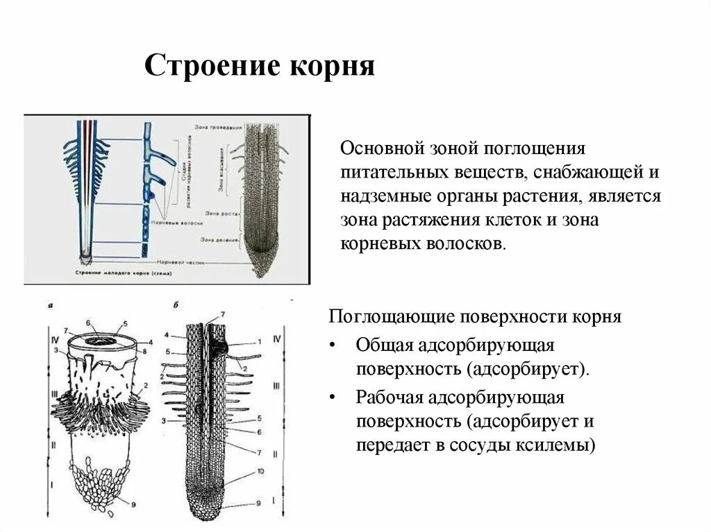 Строение корня. Строение корня растения. Строение корня в зоне впитывания. Строение корневого волоска.