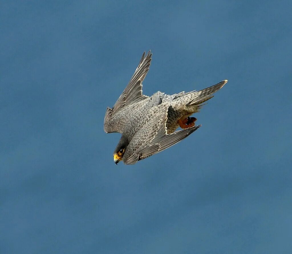 Сапсан falco peregrinus. Сокол сапсан в полёте. Сокол сапсан пикирование. Сапсан пикирует. Сокол сапсан.
