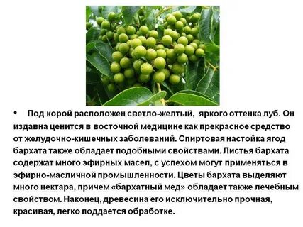 Применение ягод бархата