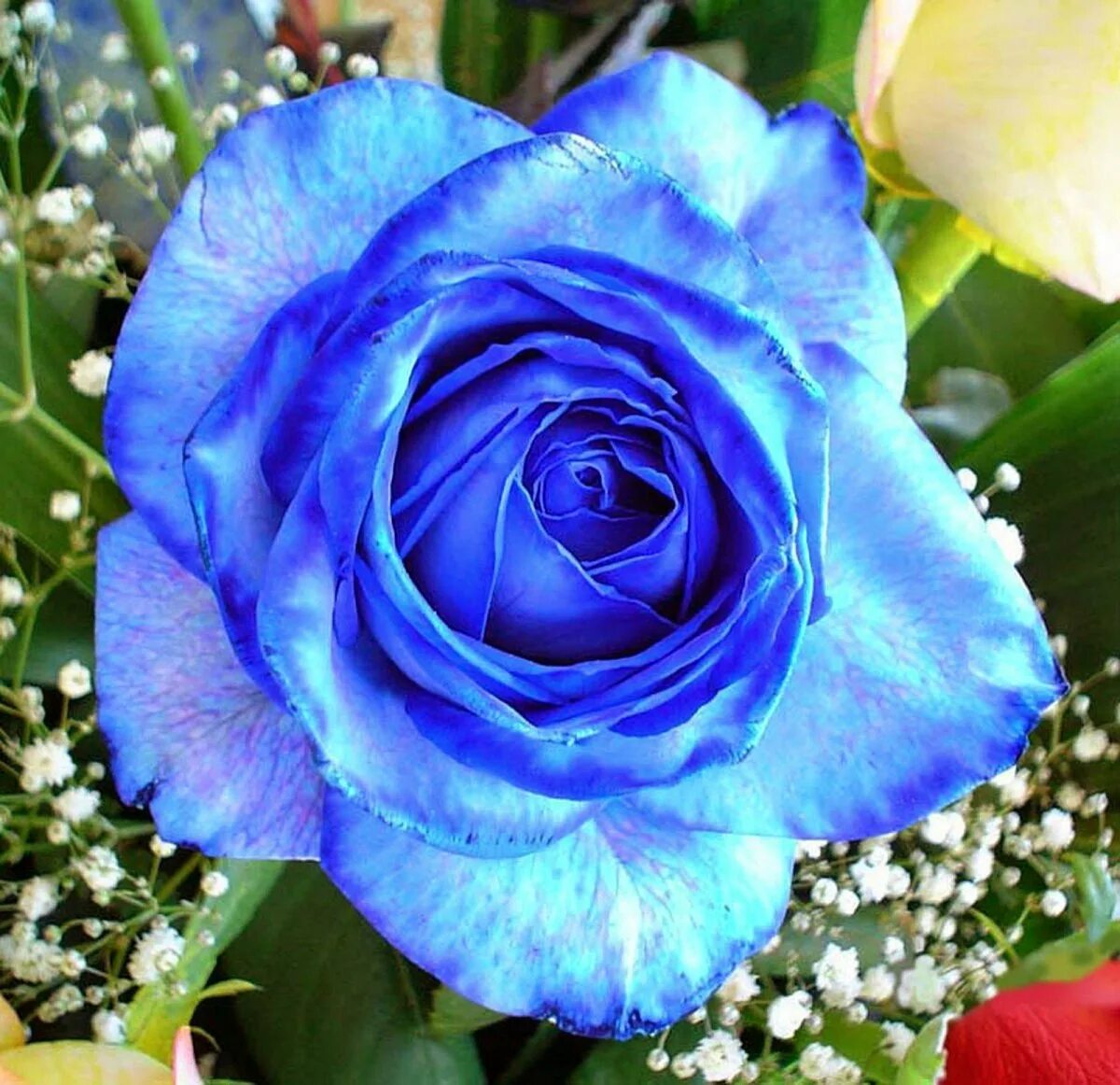 Фотография синего цвета. Роза Пасифик Блю. Роза Аманда Блю. Роза плетистая голубая "Блю Мун". Роза Венделла синяя.