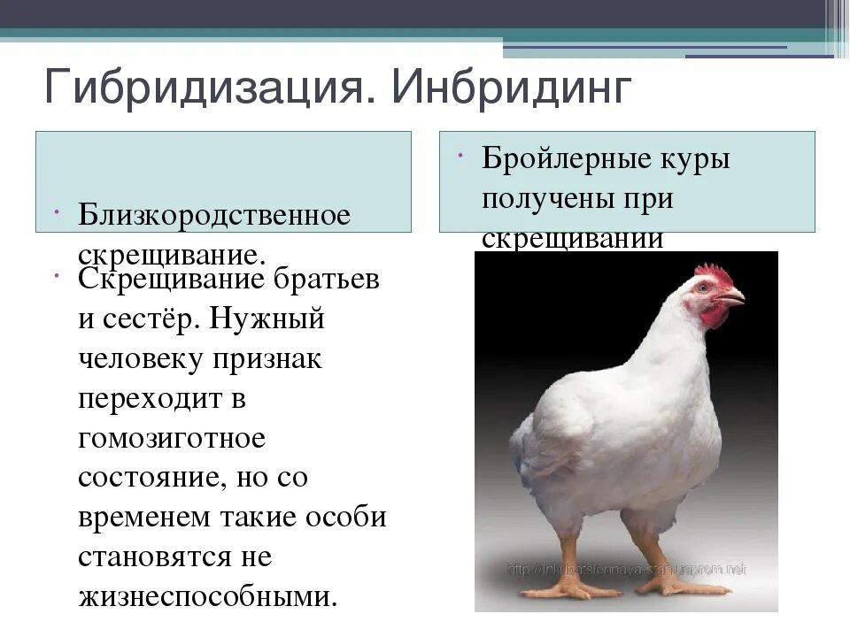 Использование самоопыленных линий огурца в селекции на гетерозис