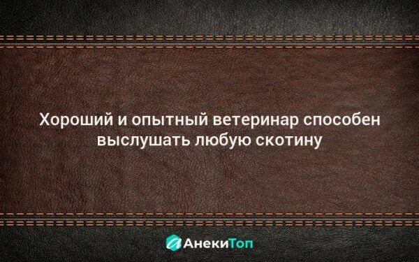 Анекдоты про ветеринаров. Высказывания о ветеринарах. Ветеринар прикол. Приколы про ветеринаров картинки. Анекдоты ветеринара