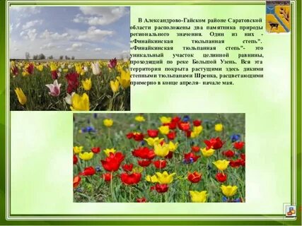 Тюльпан в какой природной зоне