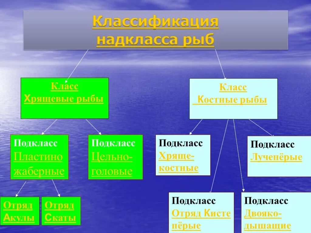 Систематика класса костные рыбы. "Отряды костных рыб классификация. Классификация лучеперых рыб. Классификация надкласса рыбы. Урок классы рыб 7 класс