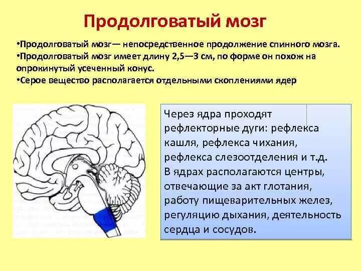 Функции продолговатого мозга головного мозга. Головной мозг продолговатый мозг. Строение серого и белого вещества продолговатого мозга. Серое вещество продолговатого мозга. Кашлевой рефлекс какой отдел мозга
