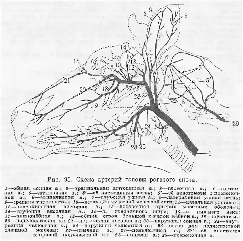 Сонная артерия у свиней где находится. Артерии головы КРС. Сонная артерия КРС. Артерии шеи и головы КРС. Артерии шеи и головы крупного рогатого скота схема.