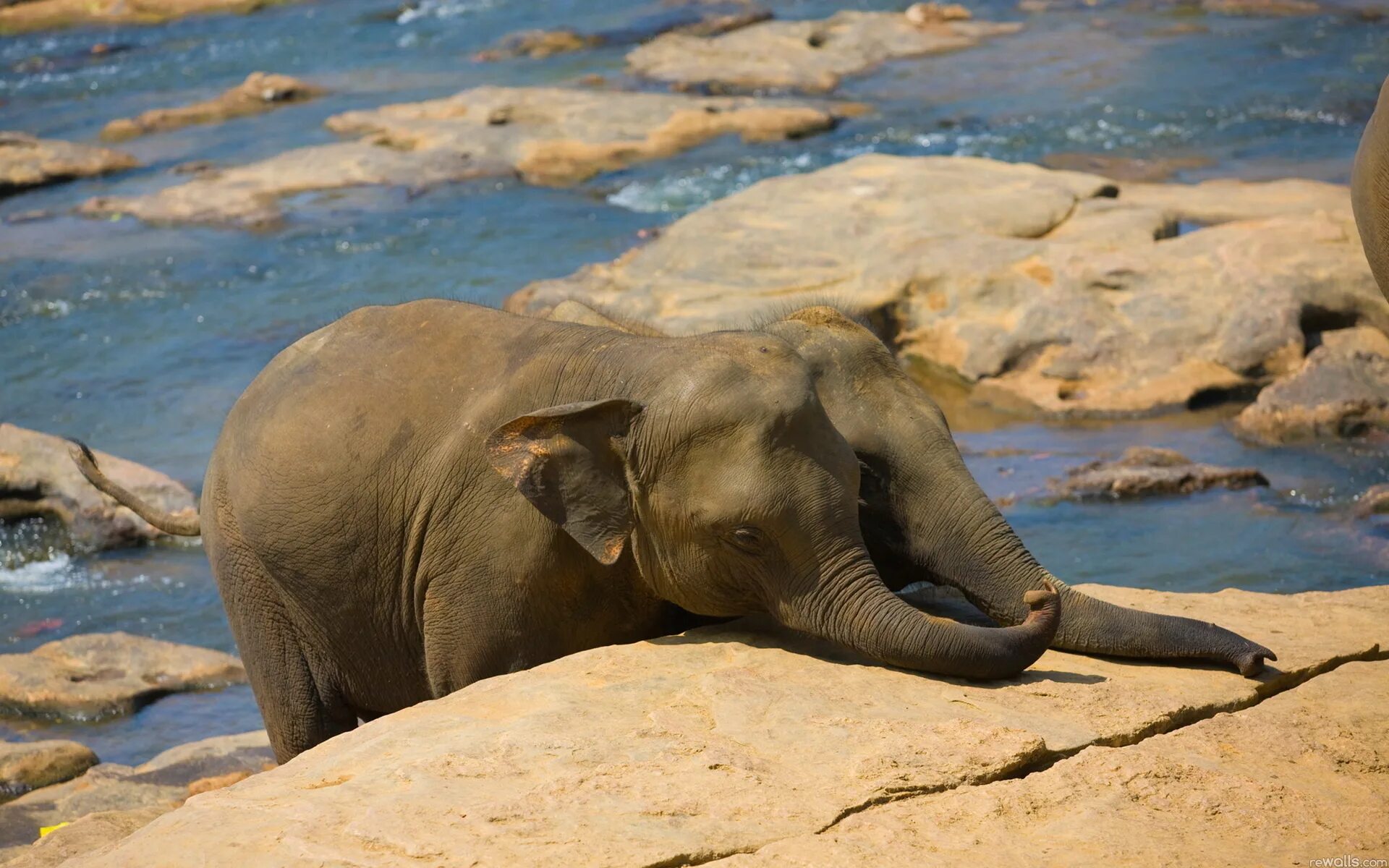 Funny elephant. Слоны. Шри Ланка слоны. Слоненок. Слон фото.