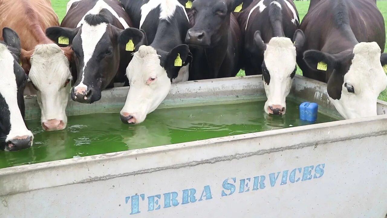 Телята пьют воду. Автопоилки на ферме КРС. Поилки для коров на ферме. Коровы на водопое. Поилки для пастбища КРС.