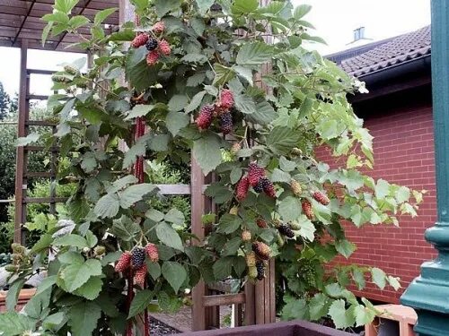 Саженцы Ежемалины Тайберри - купить в Хотьково, цена 300 руб., продано 3 сентябр