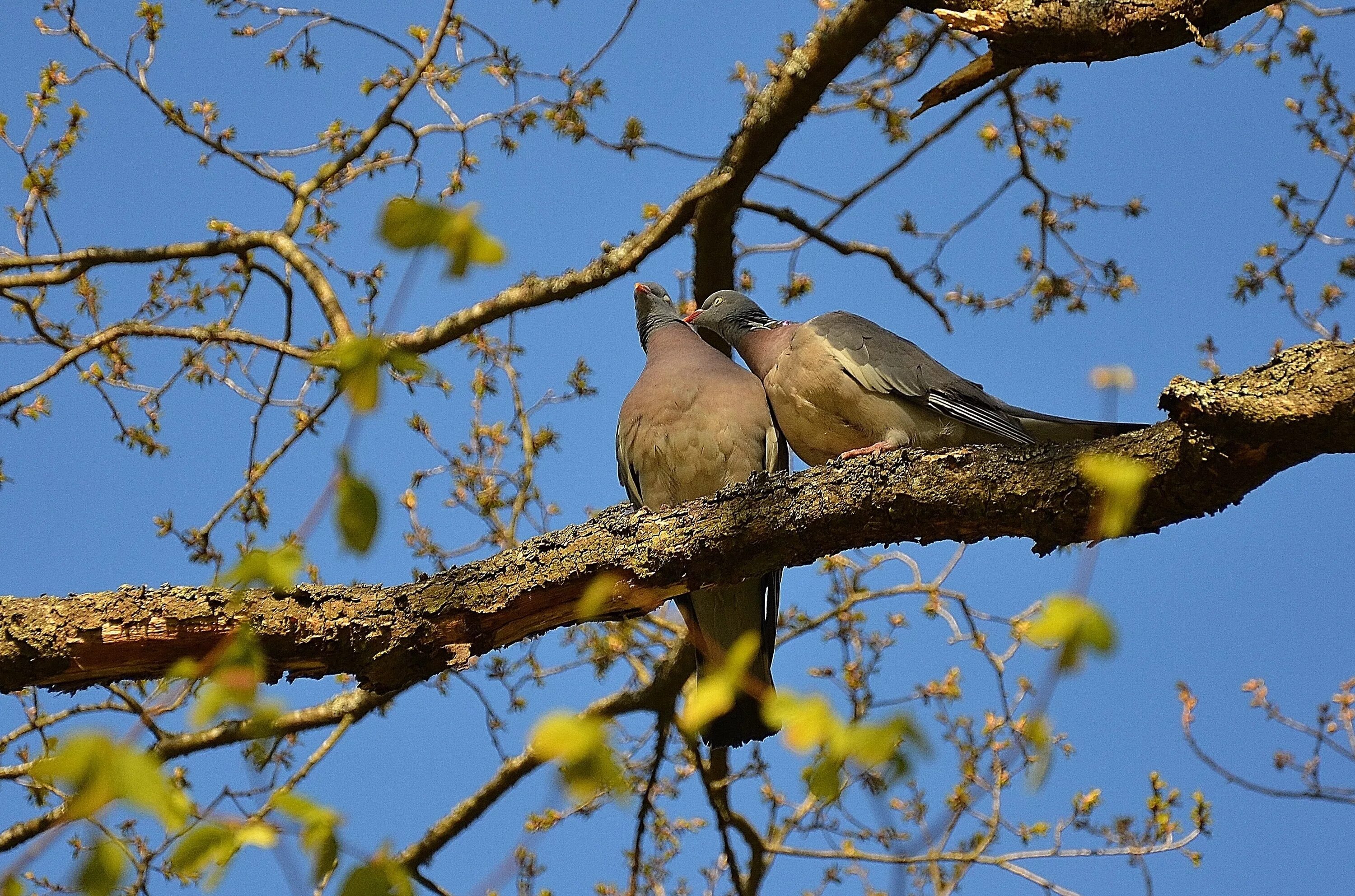 На ветке дерева сидели птицы. Птица на ветке. Птицы весной. Птицы на дереве.