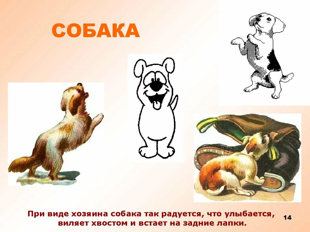 Типы хозяев