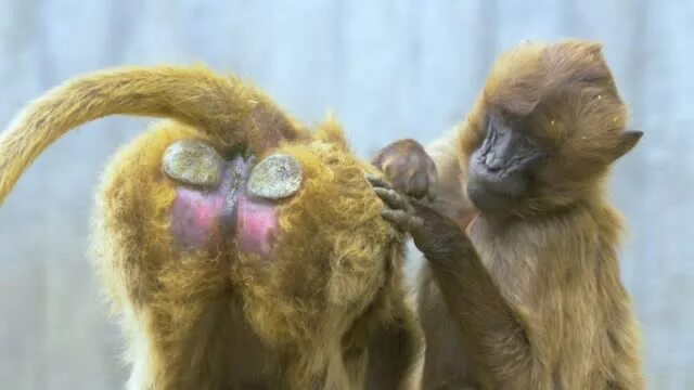 Обезьянка с сердечком. Приматы сердце. Nyaru menteng. Обезьянка с сердечком. Обезьянка с букетом цветов.