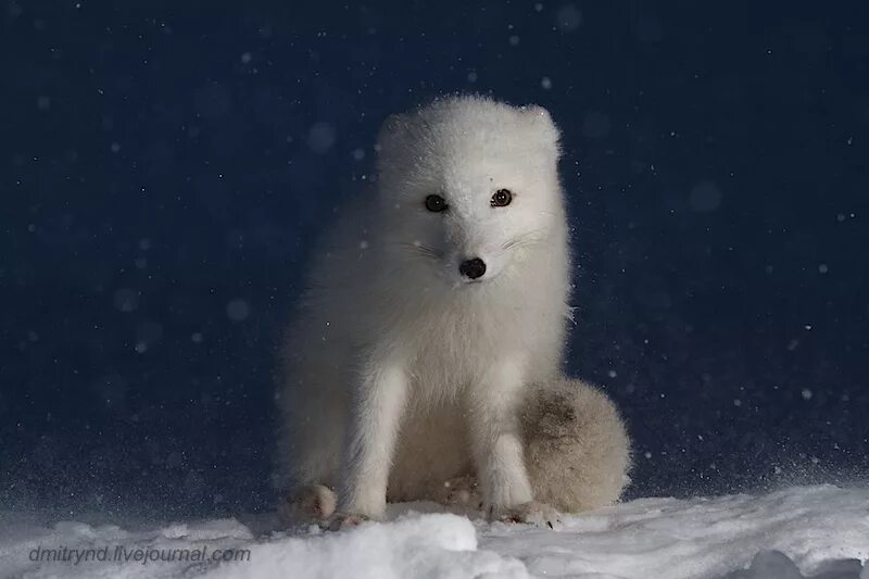 песец белый. песня песец. песня песец. песец крадется. песец белый.