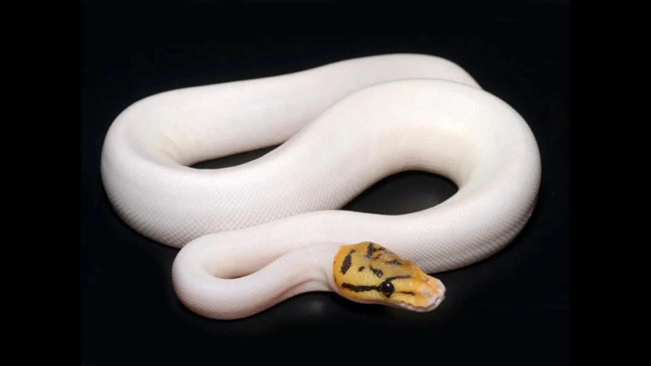 Pet python. Королевский питон белый. Королевский питон леуцист. Змея Королевский питон белый. Королевский питон домашний белый.