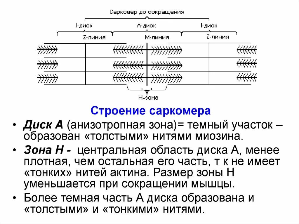 Сокращение саркомера. Мышечная ткань строение саркомера. Строение мышц саркомера. Саркомер механизм мышечного сокращения. Структура саркомера физиология.