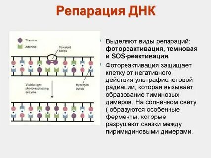 Репликация репарация