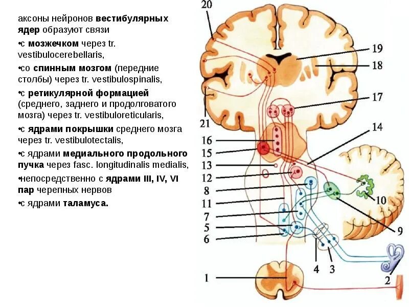 Вестибулярный аппарат мозг. Вестибулоспинальный тракт. Вестибулярные ядра. Связи вестибулярных ядер. Вестибулярно спинномозговой путь.