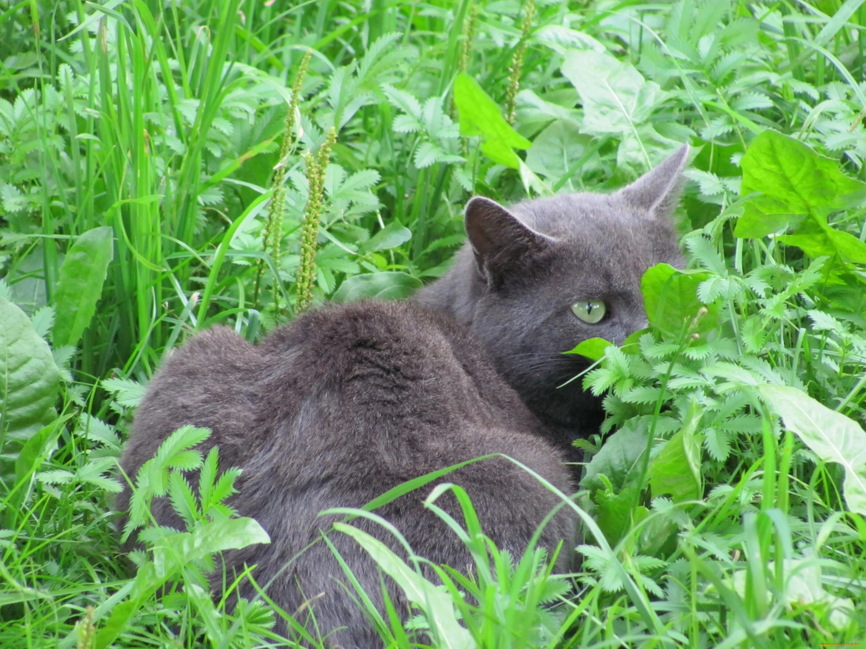 Кошачий горох растение. Трава кошачий горох. Кошачий горох полевой. Растение кошачий глаз фото. Кот горох