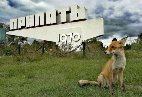 Животные припяти