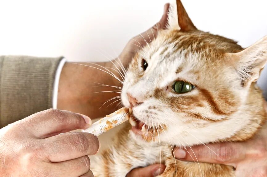 Инсульт у кошек признаки. Жидкое питание для кошек больных. Спец питание для болеющих кошек.