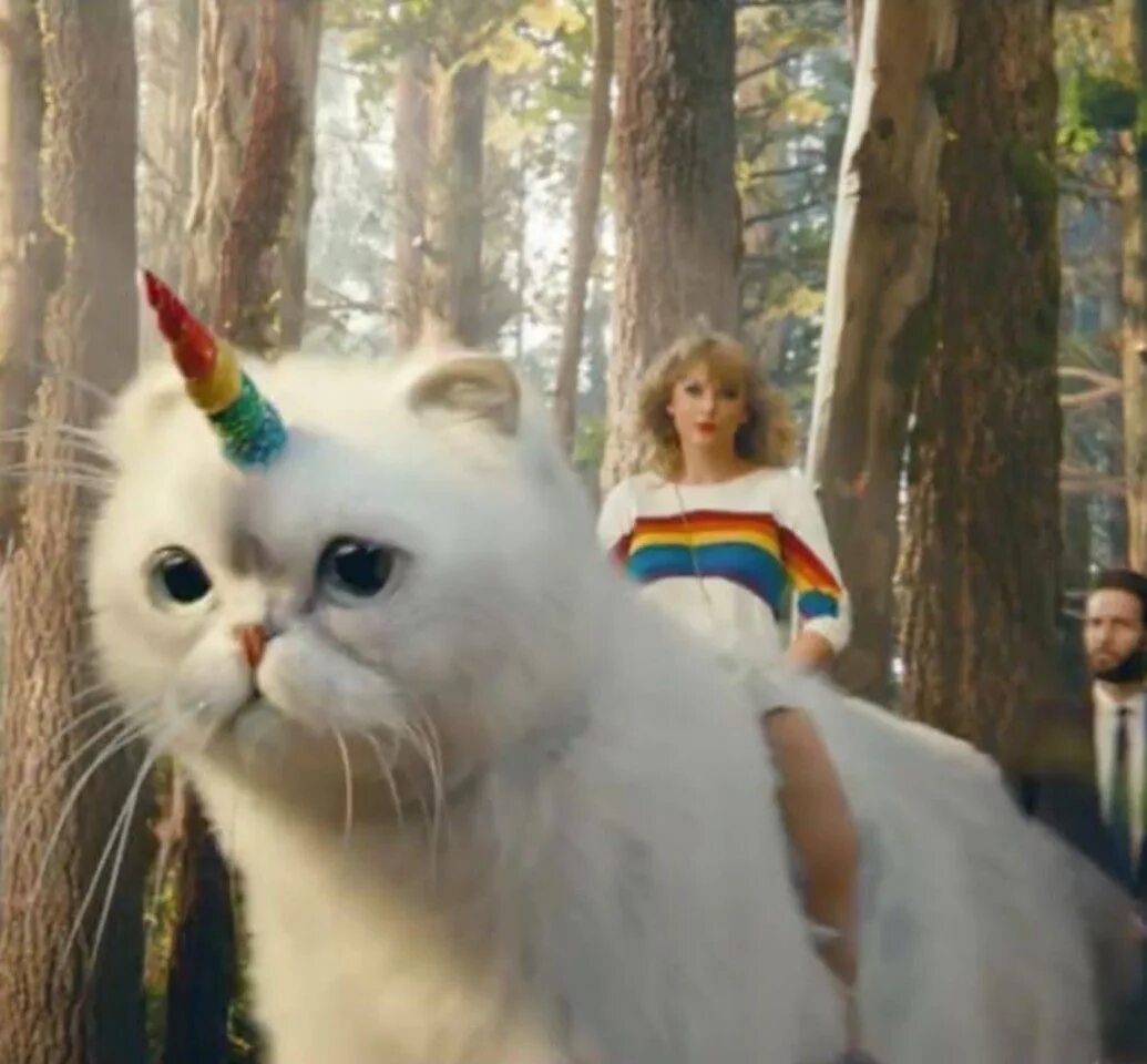 Кошка тейлор. Taylor Swift Cats. Коты Тейлор Свифт.