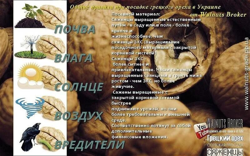 Как пересадить грецкий орех. Орех грецкий селекционер. сорта грецкого ореха с тонкой скорлупой. грецкий орех пересадка. грецкий орех зимостойкий.