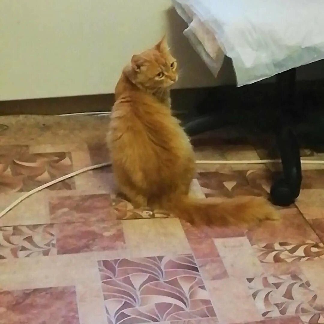 История кота кузи. Подпись за кузю. Партия котов. Анна громович и артем лаврентьев. А.