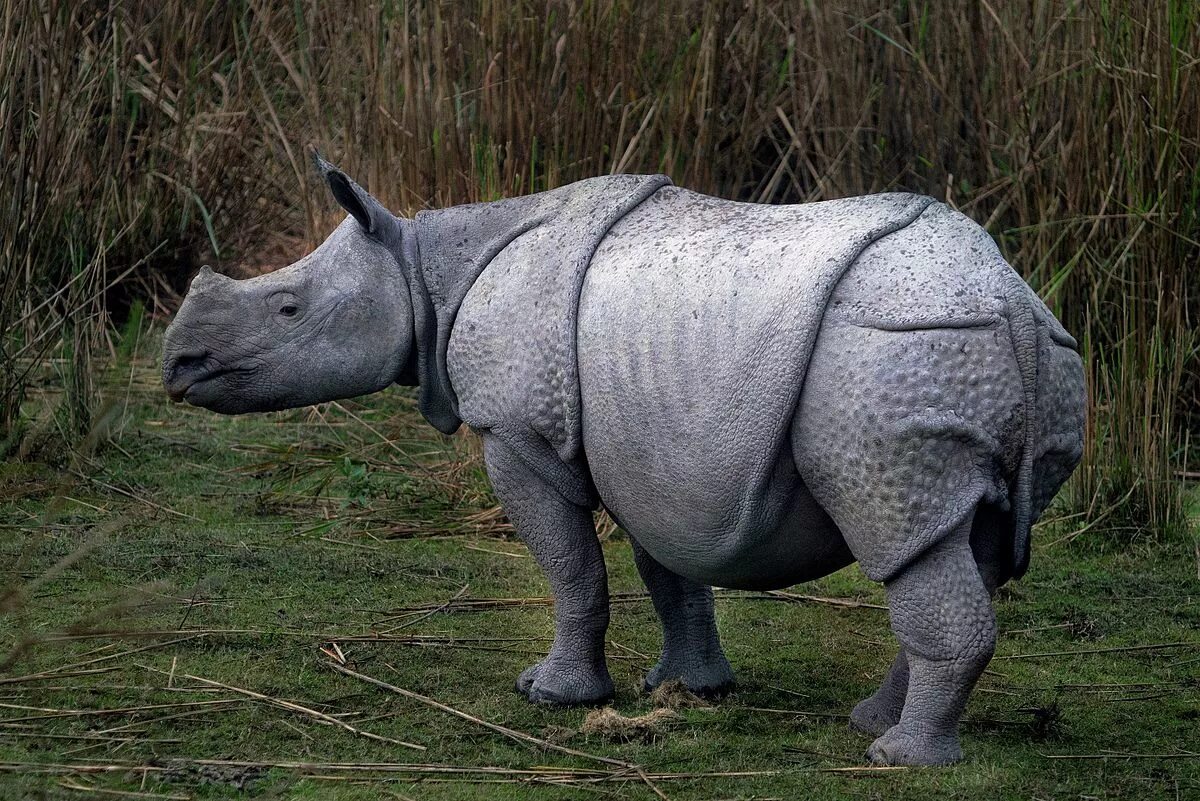 Непарнокопытные носороги яванский. Индийский носорог. Носорог в Индии. Азиатский носорог.