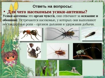 Зачем насекомым